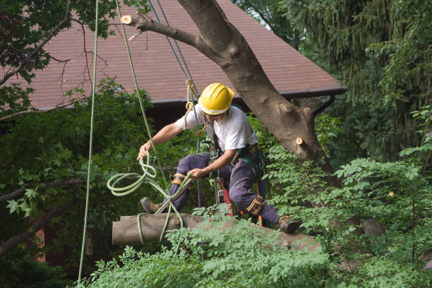 Best Tree Health Inspection  in Parlier, CA